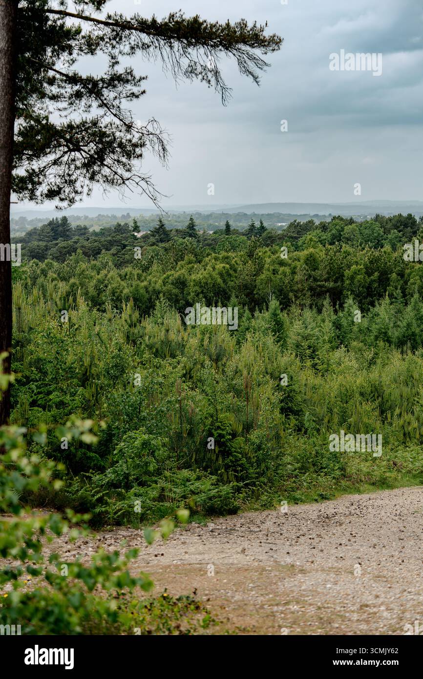 Azurwald mit ästhetischem natürlichen Hintergrund, üppige Grün- und Blautöne des späten Frühlings in England, symbolisiert das saisonale Erwachen. Stockfoto