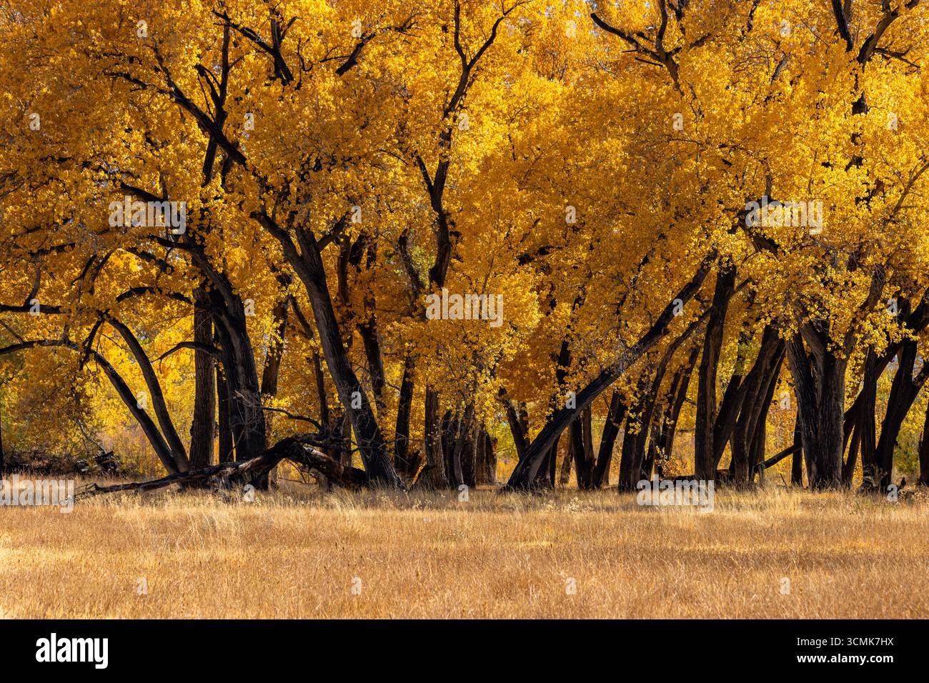 Ein magischer Hain mit goldenen Baumwollholzbäumen während der Herbstfarben in der östlichen Sierra, nahe Bishop, Kalifornien. Stockfoto