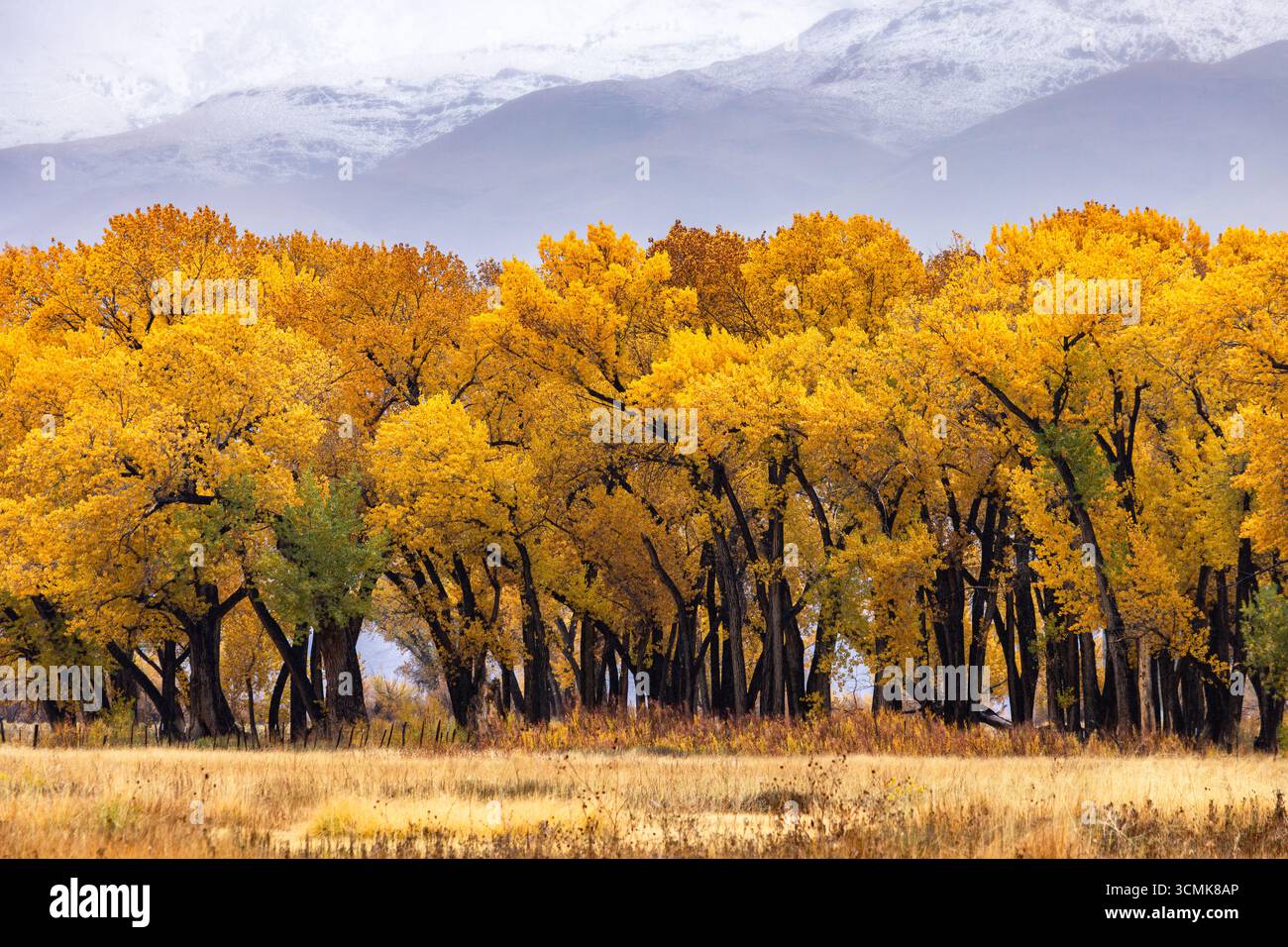Früher Schneesturm während der Herbstsaison in der östlichen Sierra und im Owens Valley Stockfoto