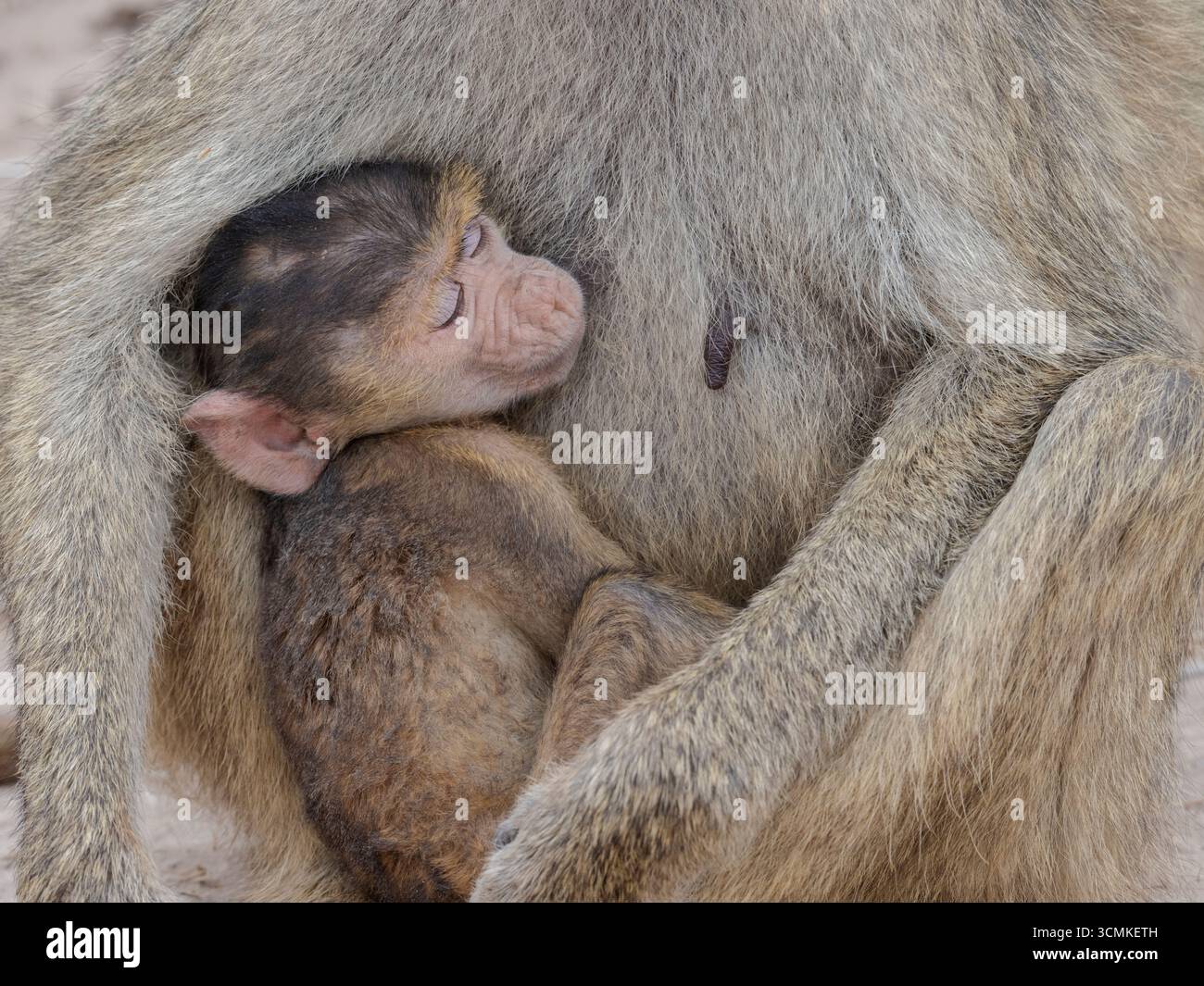 Schlafender Baby-Pavian: Weiblicher gelber Pavian (Papio cynocephalus) mit ihrem Baby, Amboseli National Park, Kenia Stockfoto