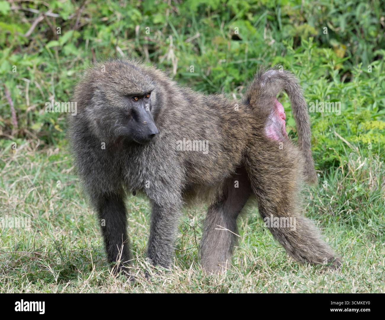 Der Olivenpaan (Papio anubis), der im Nakuru-Nationalpark in Kenia alarmiert ist Stockfoto