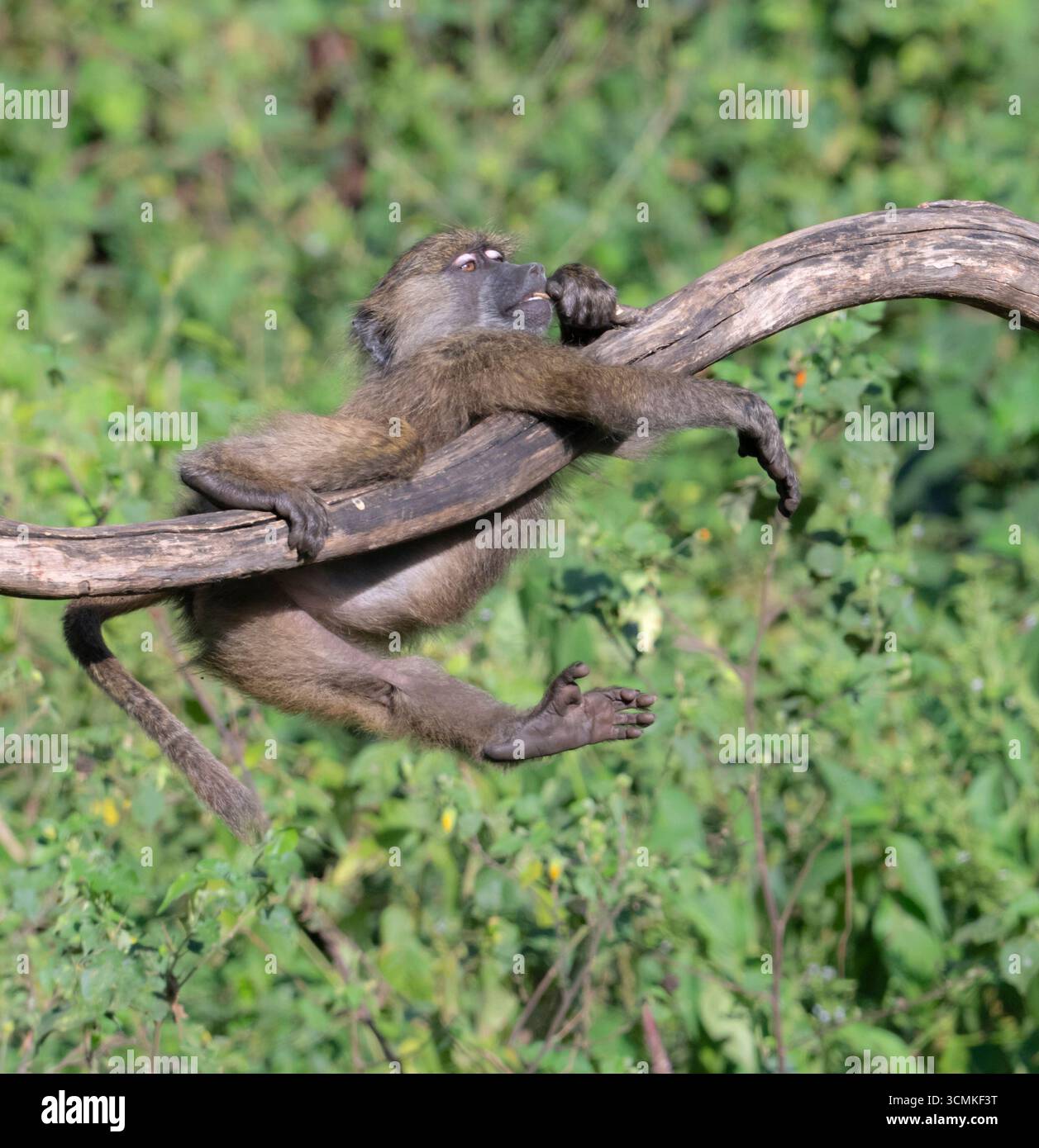 Der junge Pavian (Papio anubis) ist frech, Nakuru National Park, Kenia Stockfoto