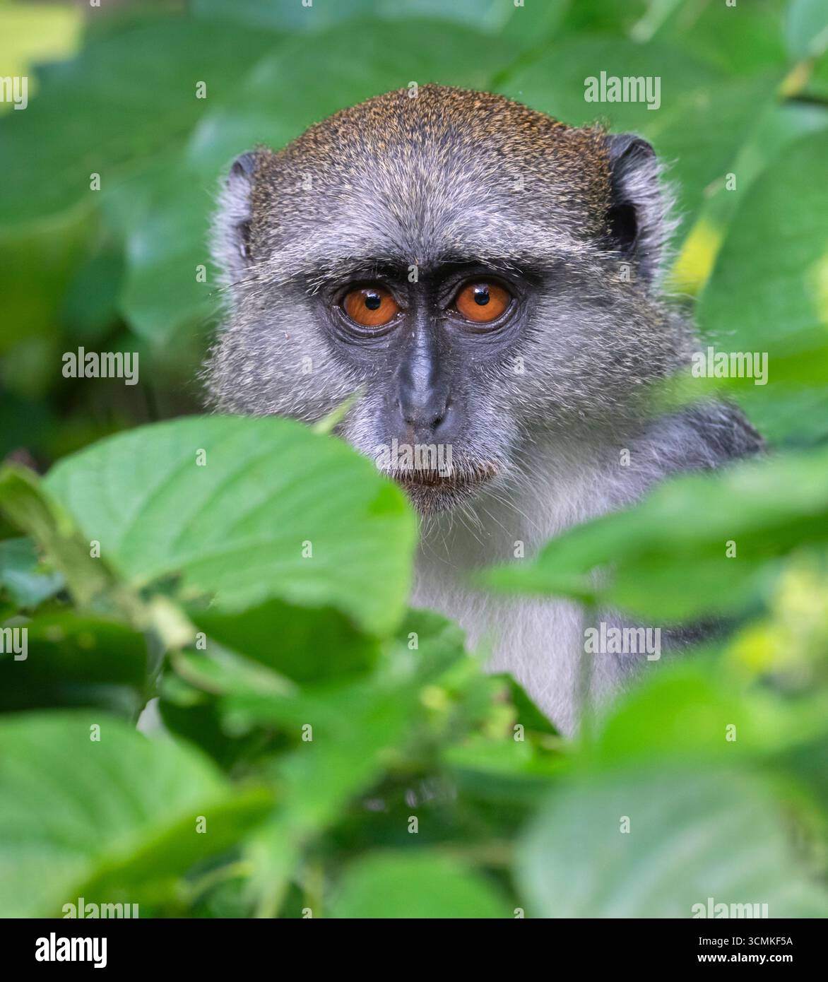 Sykes' Monkey (Cercopithecus albogularis) in Shimoni, Kenia Stockfoto