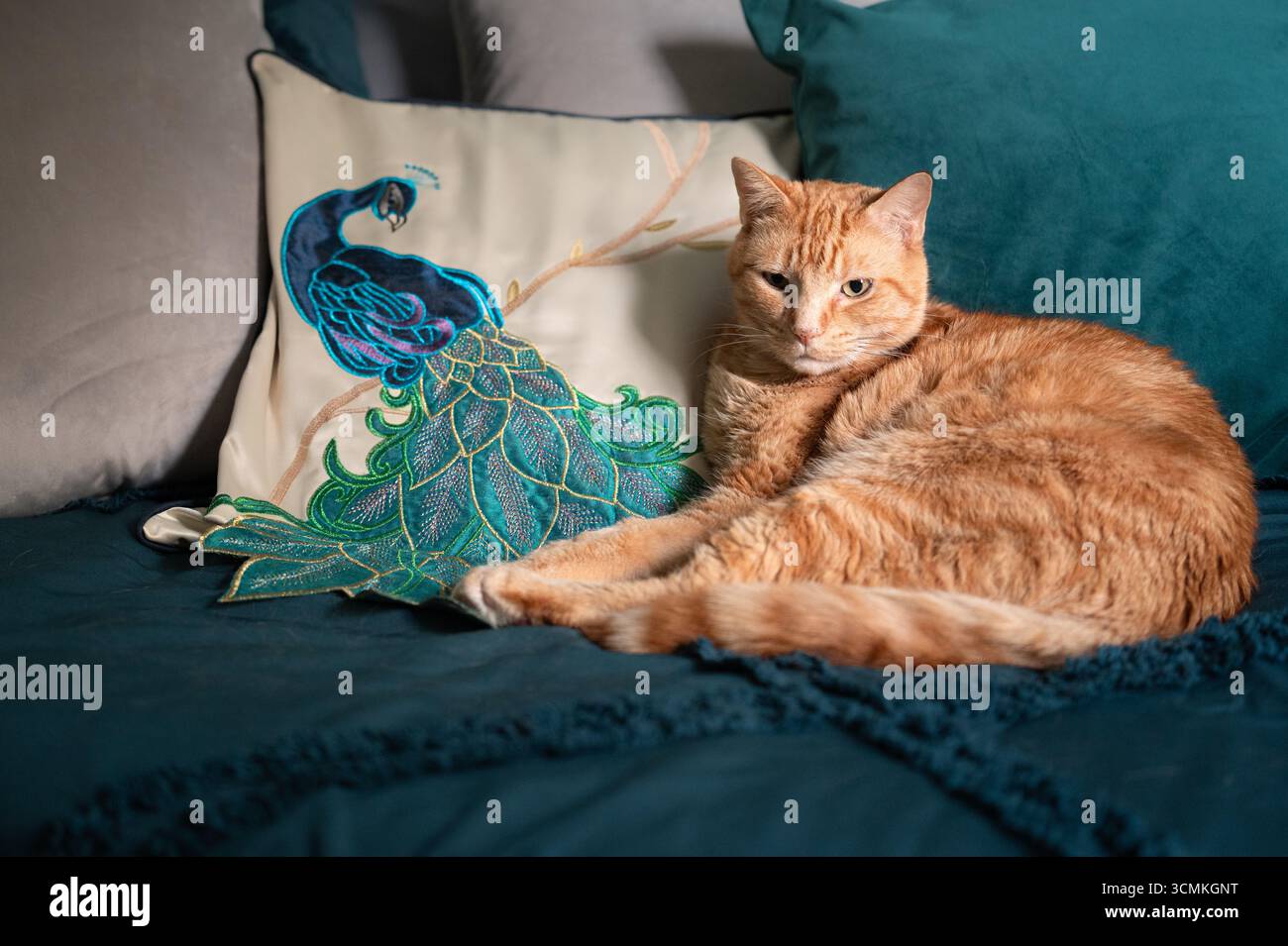 Orangene Katze, die sich auf dem Bett neben dem Pfauenkissen entspannt Stockfoto