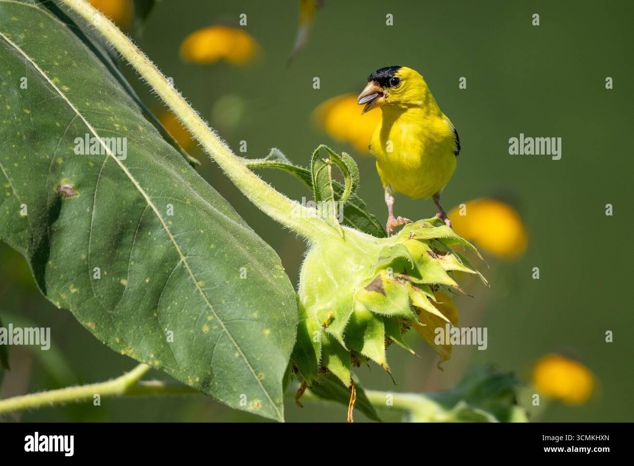 Nahaufnahme von männlichen amerikanischen Goldfinken, die auf Sonnenblumen saßen. Stockfoto