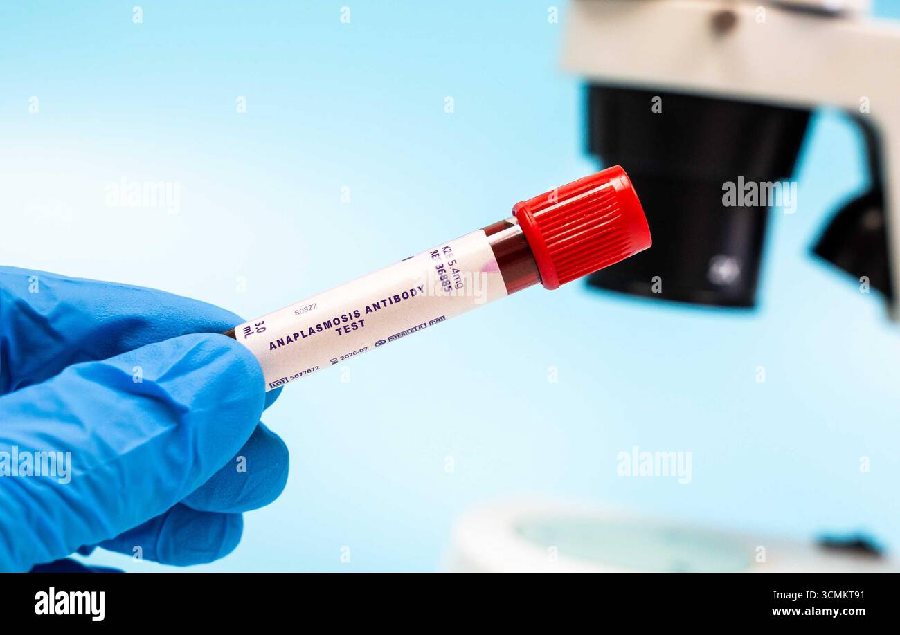 Anaplasmose-Antikörper-Test Blutproben im Reagenzglas für die mikrobiologische Forschung Stockfoto