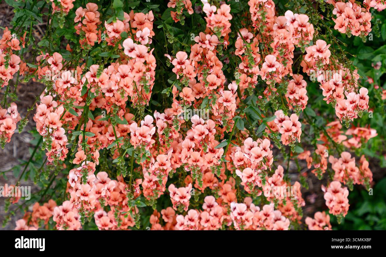 Nahaufnahme der Aprikosenblüten der Sommer lang blühenden Gartenpflanze Diascia aurora Aprikose. Stockfoto