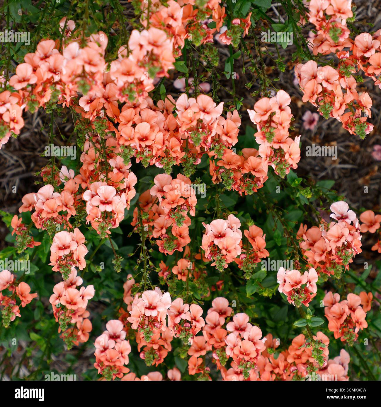 Nahaufnahme der Aprikosenblüten der Sommer lang blühenden Gartenpflanze Diascia aurora Aprikose. Stockfoto