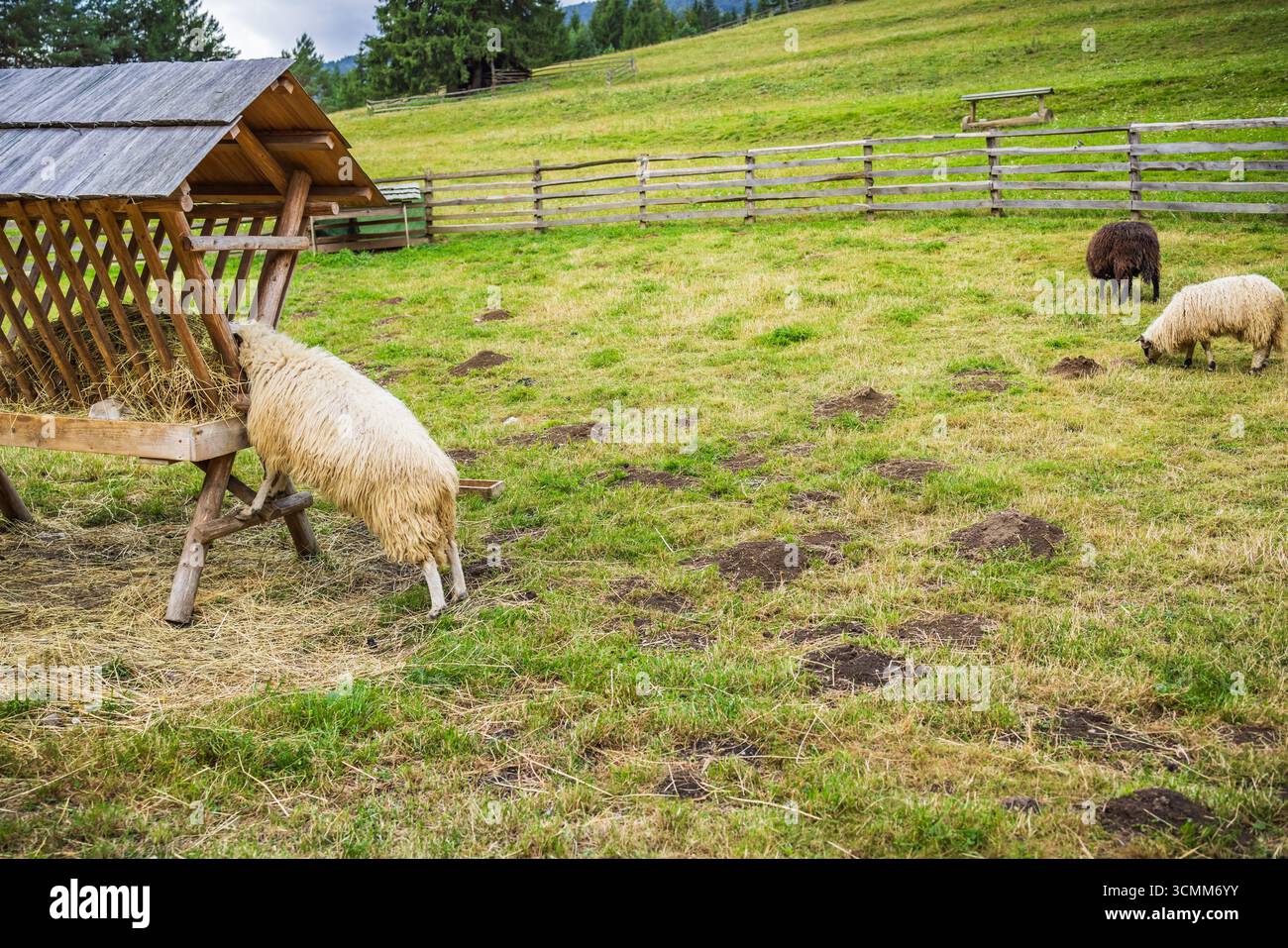 Schafe grasen auf einer Wiese mit einem kleinen Futterhäuschen, auf dem Land Stockfoto
