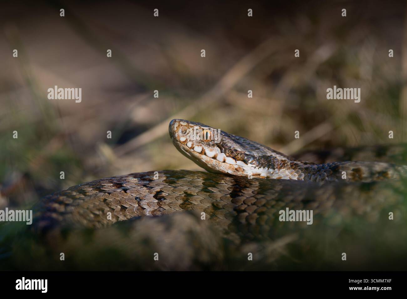 Die Nahaufnahme einer europäischen Additive ( Vipera berus) im natürlichen Lebensraum Stockfoto
