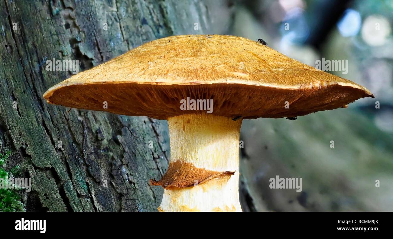 Das Cap und der Rock, das Überbleibsel eines spektakulären Rustgill-Pilzes, Gymnopilus junorius mit einem kleinen fliegenden Insekt oben rechts auf dem Cap. Stockfoto