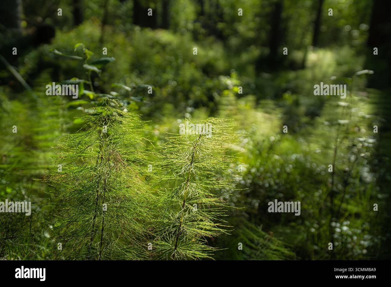 Zwei zarte Schachtelhalmpflanzen im Wald leuchten im Sonnenlicht. Ein natürliches Makromotiv mit feiner Struktur und intensiver grüner Farbe. Stockfoto