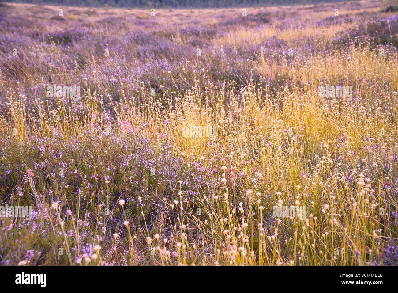 Eine blühende Herbstwiese voller bunter Wildblumen und Heidekraut im Sonnenlicht. Eine natürliche Idylle, die Ruhe, Artenvielfalt und das B Stockfoto
