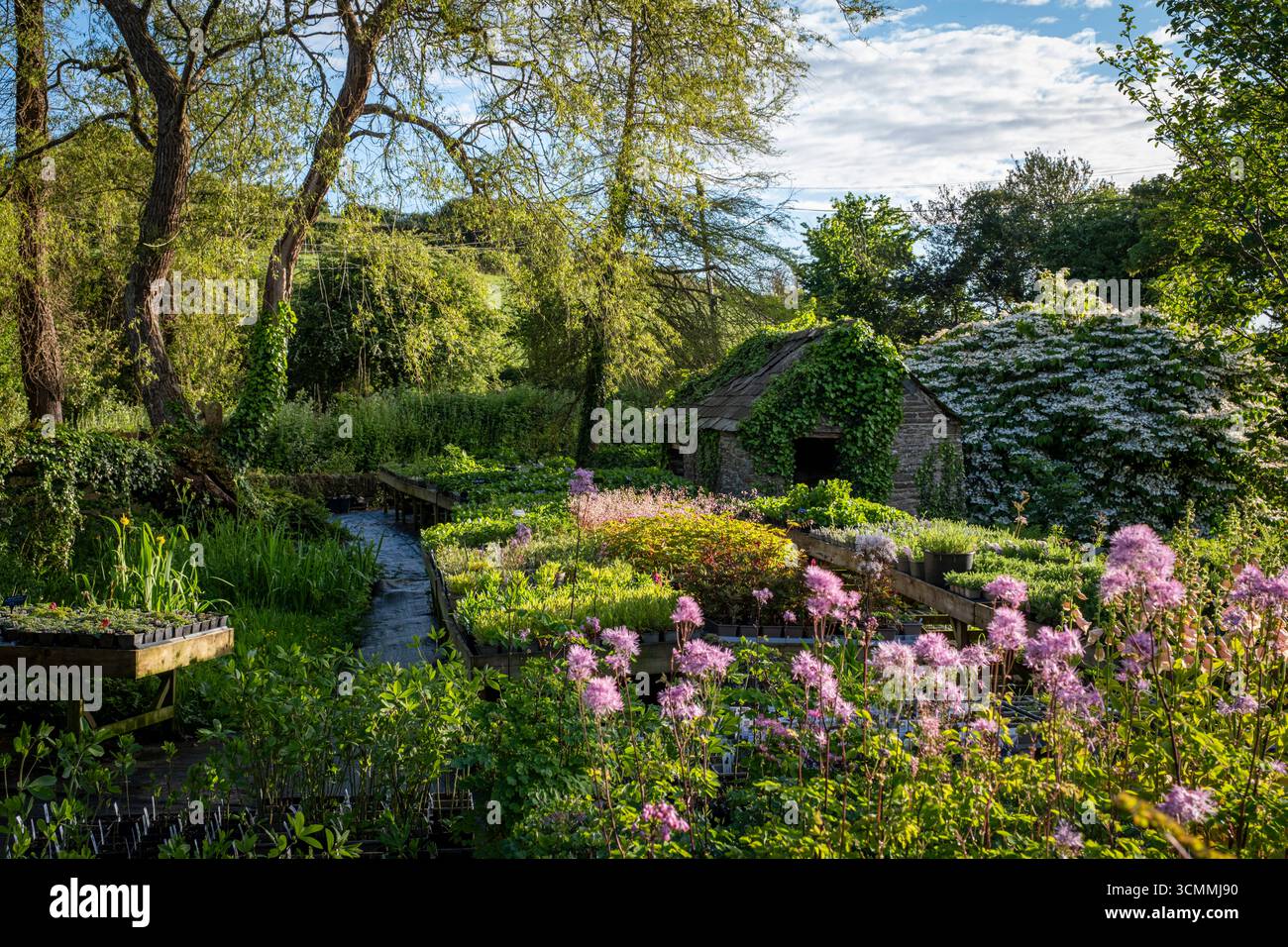 Viburnum plicatum, japanischer Schneeballbaum neben einem großen Steinschuppen im Hare Spring Cottage Kindergarten, Devon Stockfoto