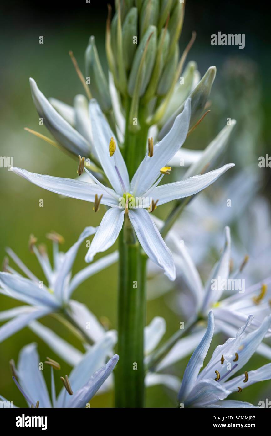 Camassia cusickii „Kristallstern“ Stockfoto