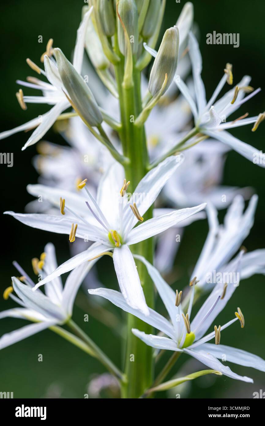 Camassia cusickii „Kristallstern“ Stockfoto