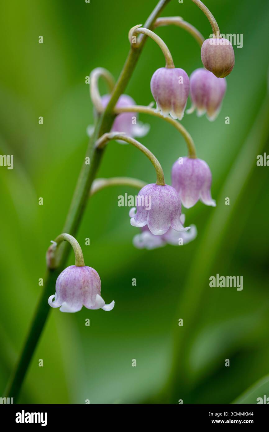 Convallariaarten Majalis var. rosea Stockfoto