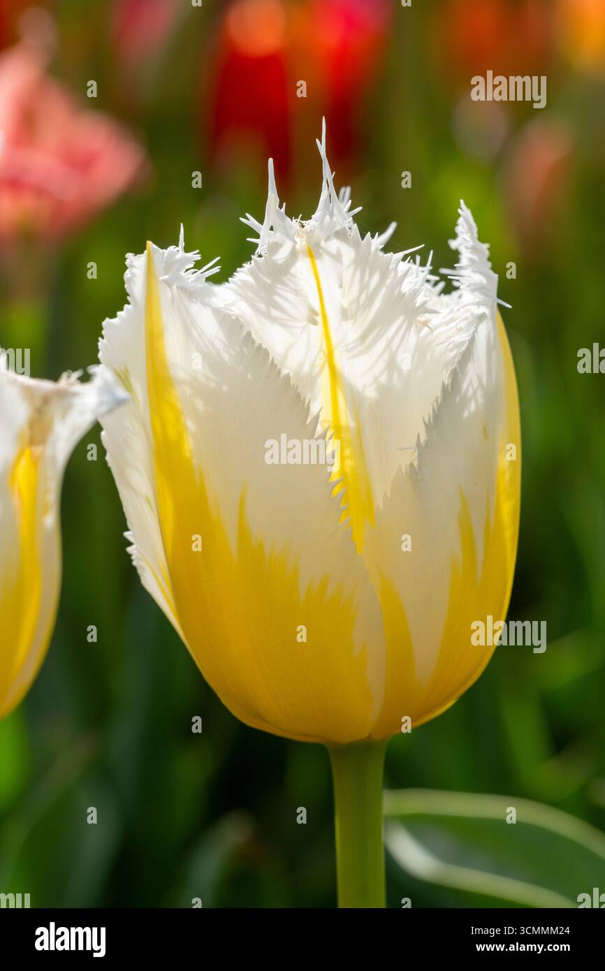 Tulipa „Lemon Beauty“ Stockfoto