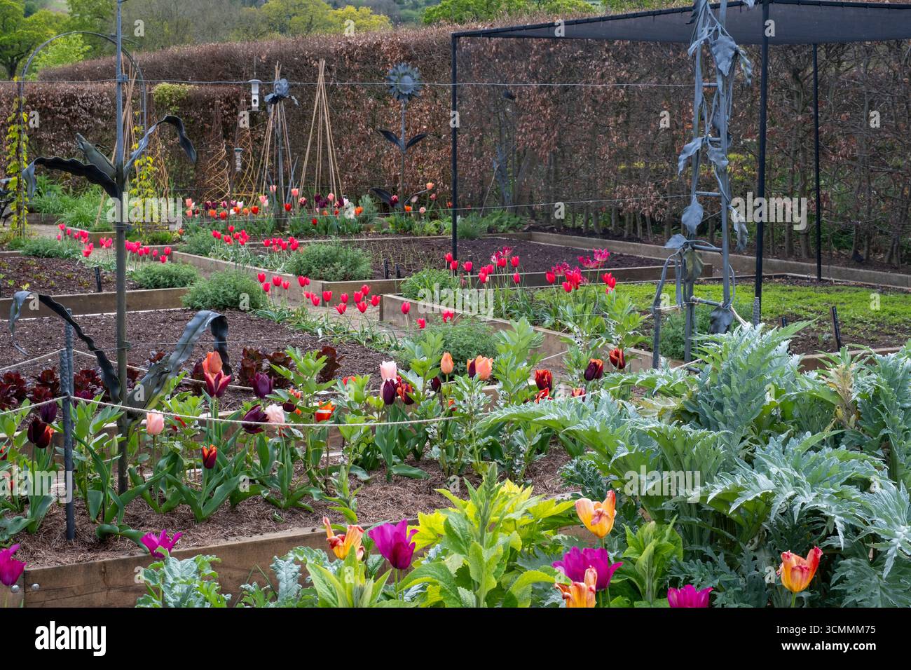 Tulpen, Foxhandschuhe und Artischocken füllen Hochbeete im großen Küchengarten, Frühling Stockfoto