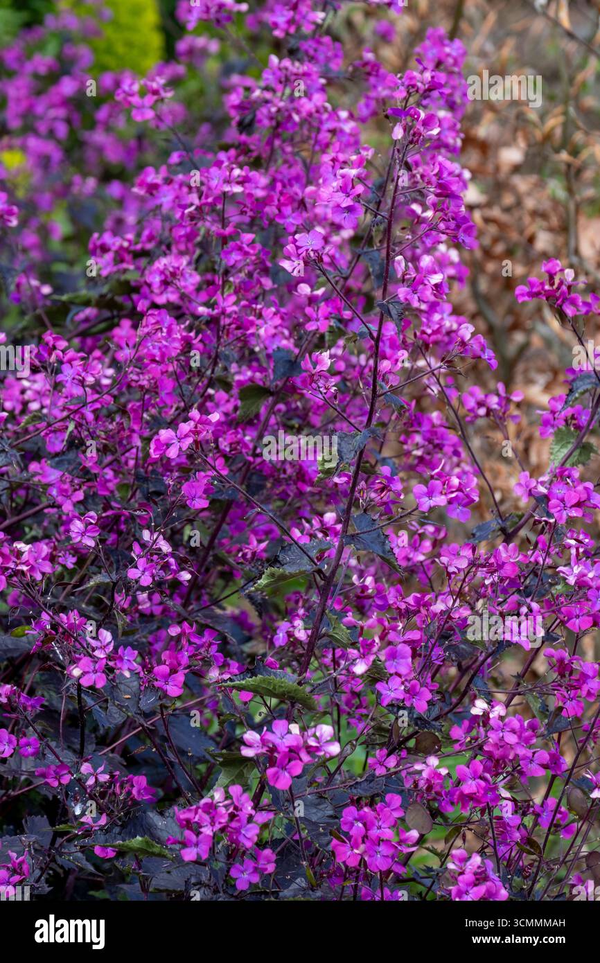Lunaria annua „Chedglow“ Stockfoto