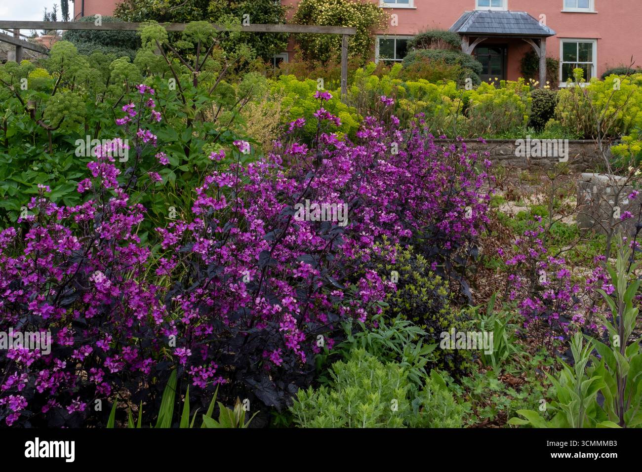 Lunaria annua 'Chedglow' inmitten von frischem Grün im Schottergarten, Frühling. Stockfoto