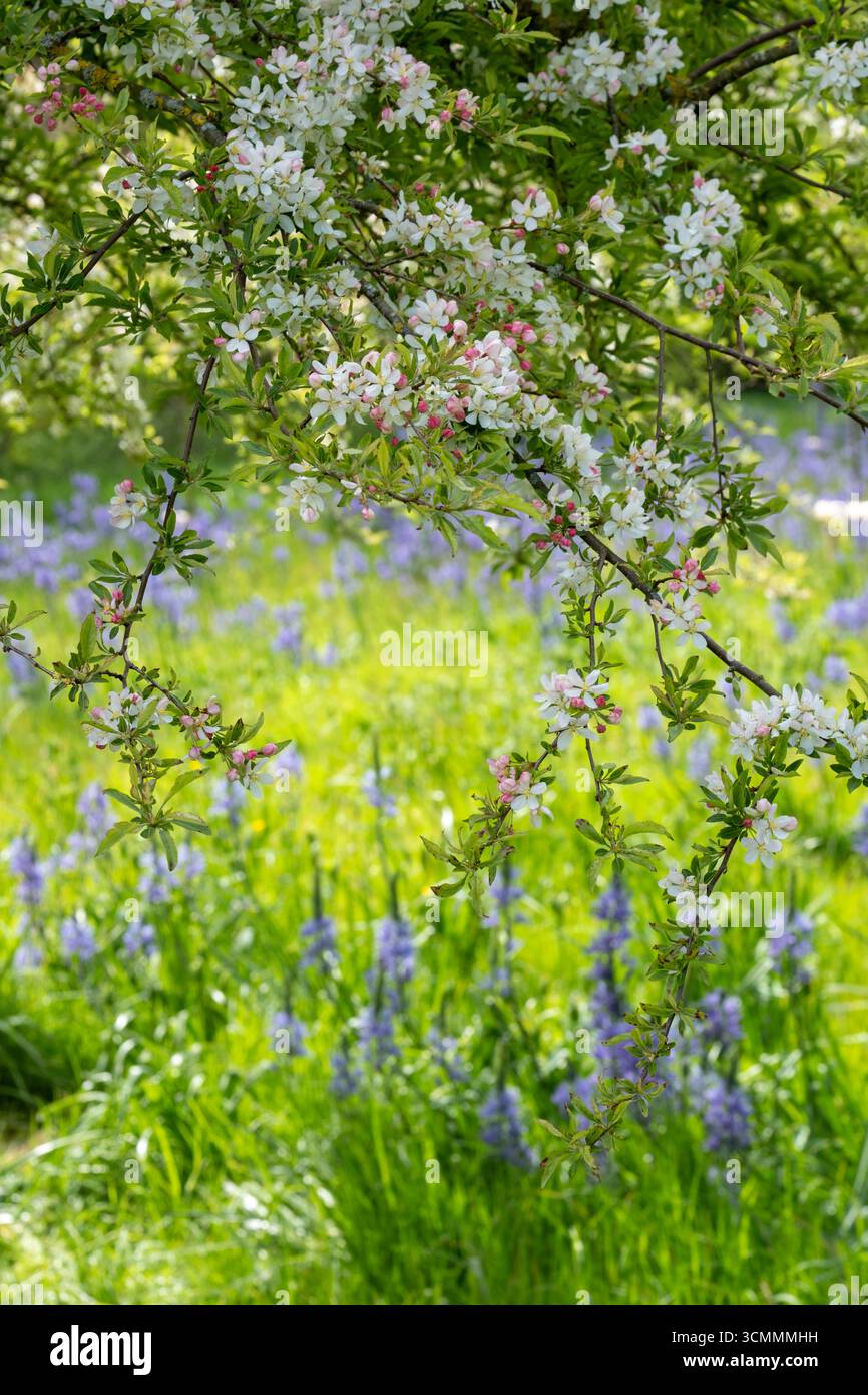 Frühlingswiese auf dem Land, Krabbenapfelblüte mit Feld von Camassia dahinter Stockfoto