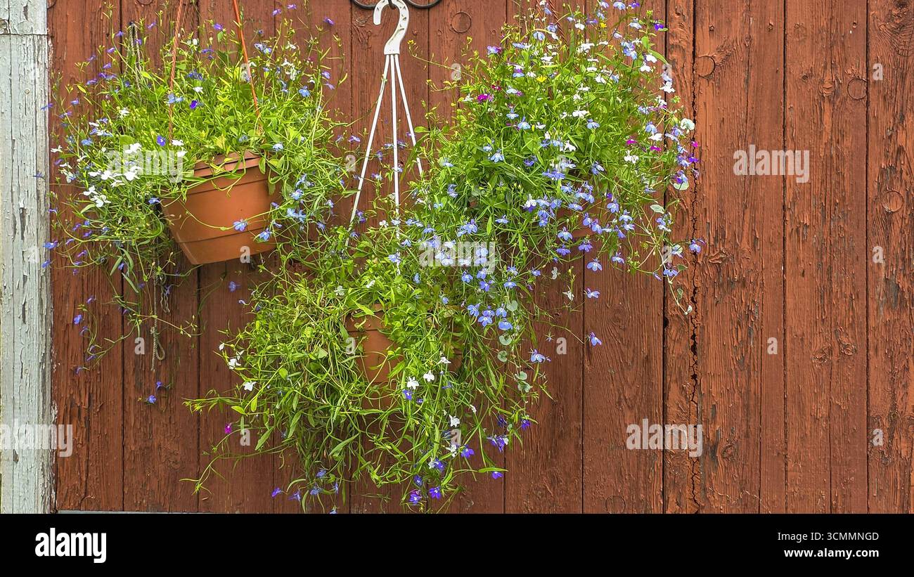 Kleine hellblaue Blüten mit grünen Blättern, die auf dem Balkon hängen, Lobelia erinus Stockfoto