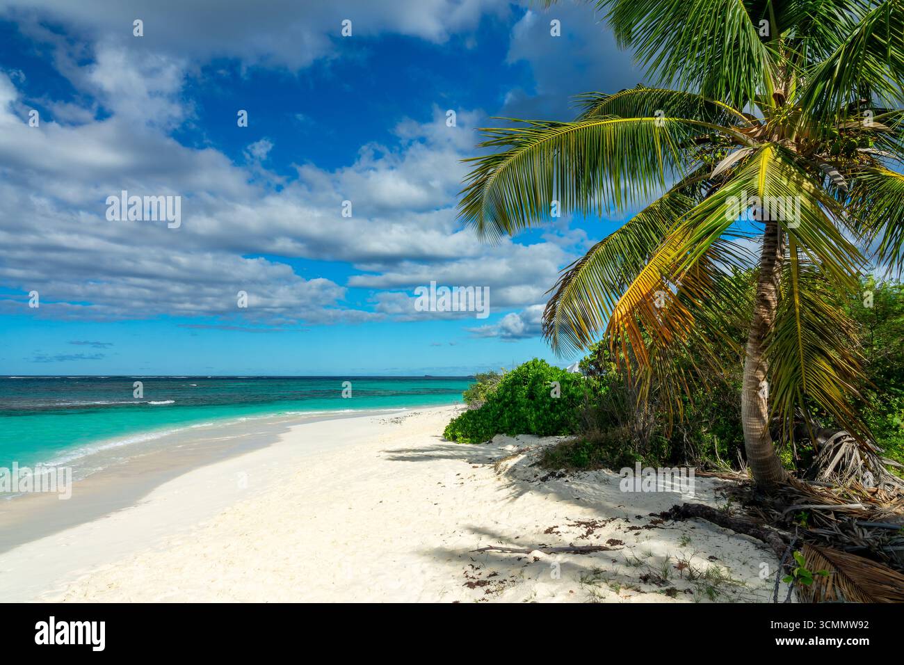 Palme am Shoal Bay Beach, Karibik Traumlandschaft auf Anguilla Island, British West Indies Stockfoto
