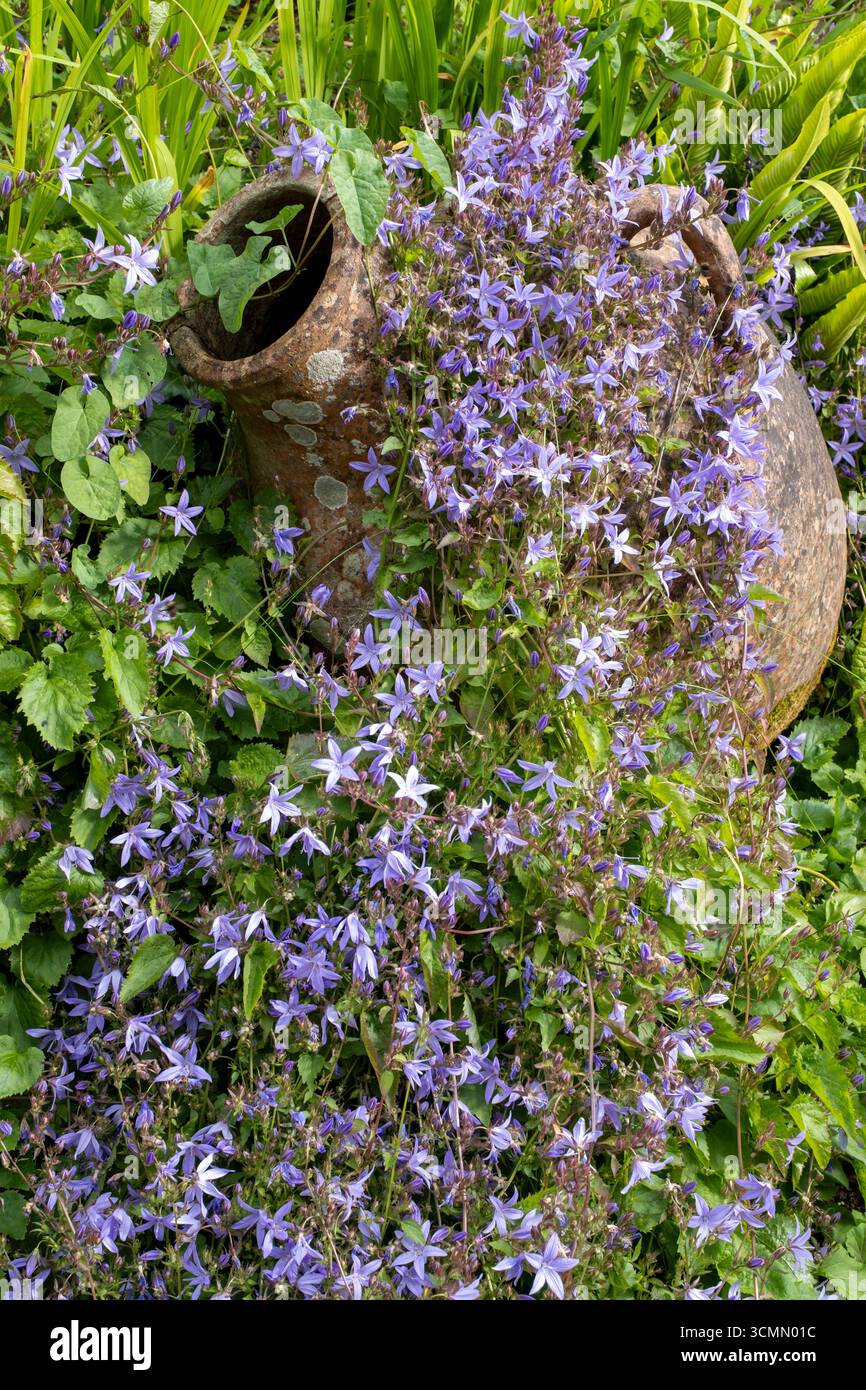 Campanula portenschlagiana, nachfolgende Bellflower, die über eine Terrakotta-Urne krabbelt Stockfoto