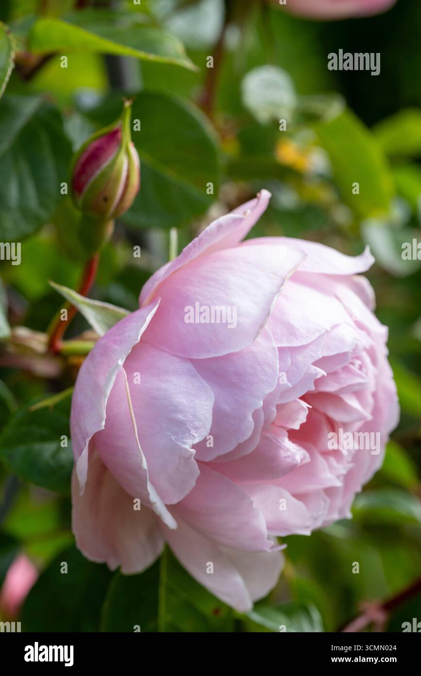 Rosa „großzügiger Gärtner“, rosa David Austin stieg im Sommer auf Stockfoto