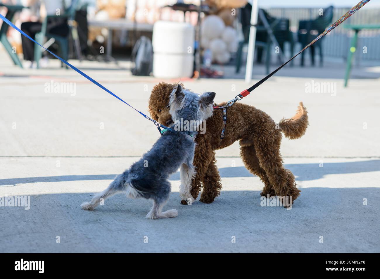 Zwei kleine Hunde, eine graue Terriermischung und ein brauner, lockiger Hund, interagieren spielerisch, während sie an der Leine im Freien auf dem Bürgersteig im Sonnenlicht sitzen. Stockfoto