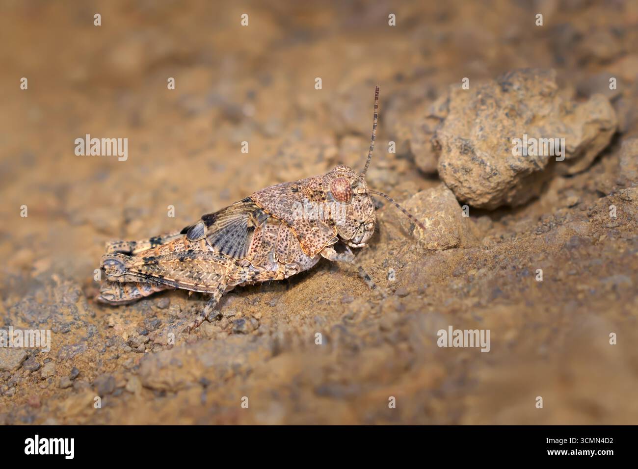 Wüstensandgrasshopper (Sphingonotus rubescens) Nymphe in der letzten Phase - El Hierro Stockfoto