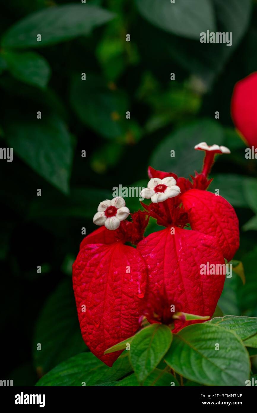 Schöne blühende rote Mussaenda. (Mussaenda philippica oder Mussaenda erythrophylla) Blumen im Garten mit grünen Blättern Hintergrund. Dies ist häufig der Fall Stockfoto