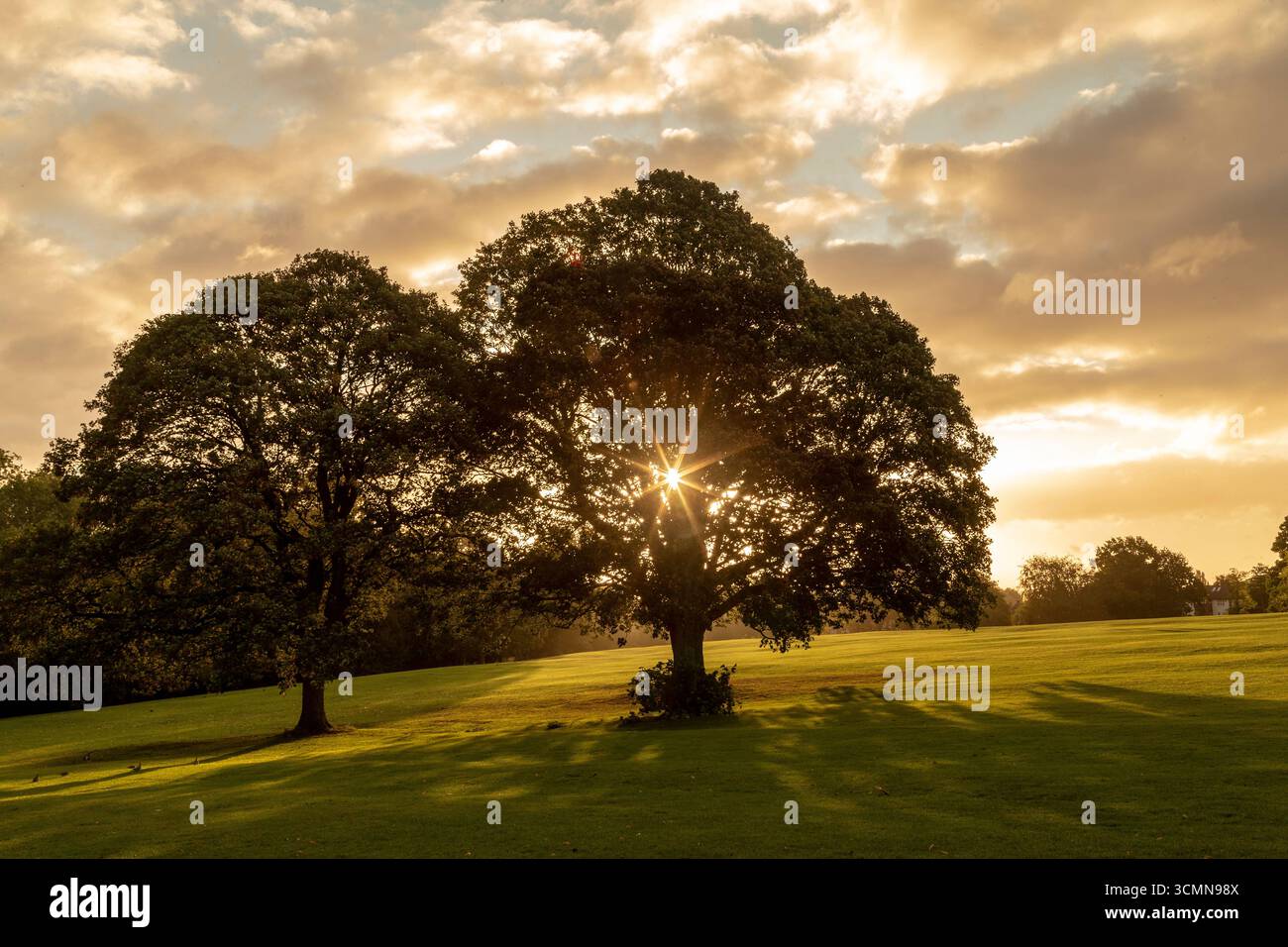 Eine Gruppe von Sycamore, Acer pseudoplatanus, mit der aufgehenden Sonne durch sie scheint. Stockfoto