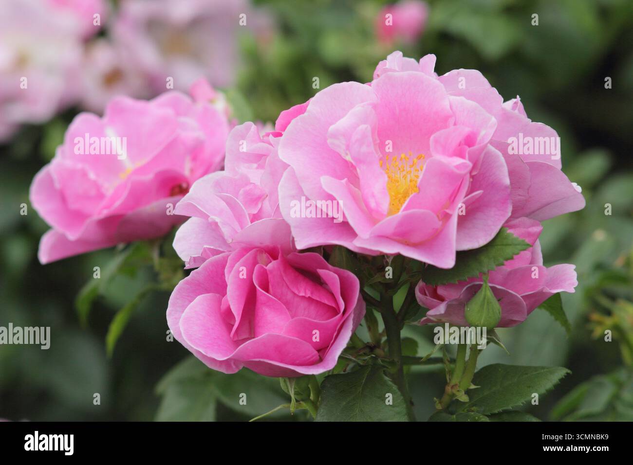 Rosa Lucky! Auch Rosa Frylucy genannt, tiefrosa floribunda Rose. UK Stockfoto