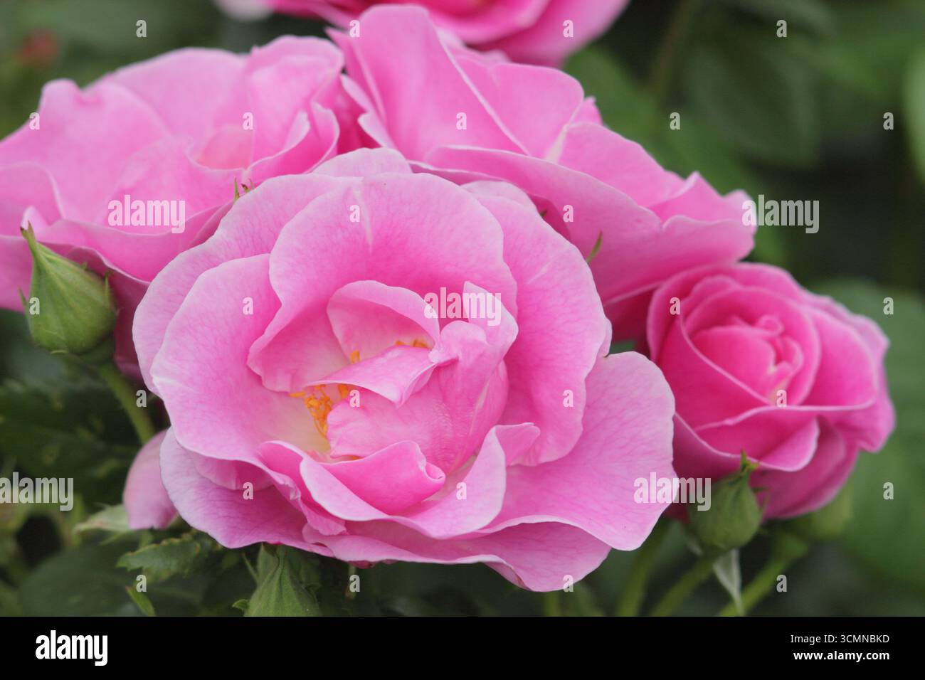 Rosa Lucky! Auch Rosa Frylucy genannt, tiefrosa floribunda Rose. UK Stockfoto
