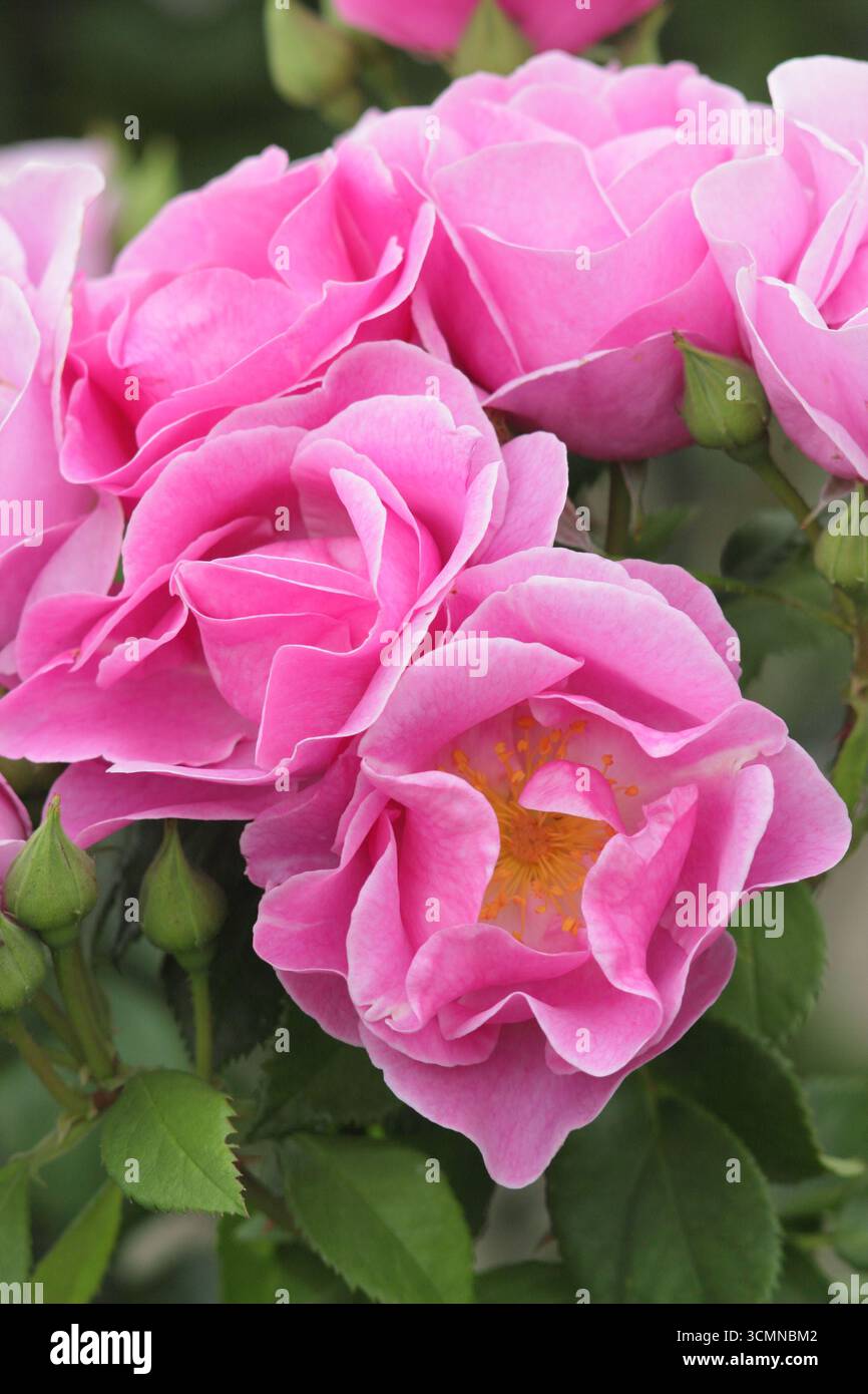 Rosa Lucky! Auch Rosa Frylucy genannt, tiefrosa floribunda Rose. UK Stockfoto