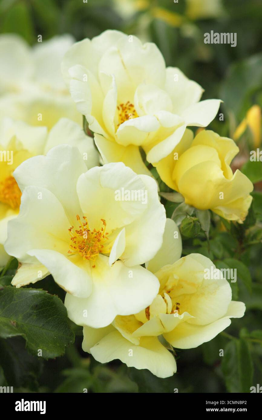 Rosa Worcestershire, auch Rosa Korlalon genannt, breitverbreitete Strauchrose. UK Stockfoto