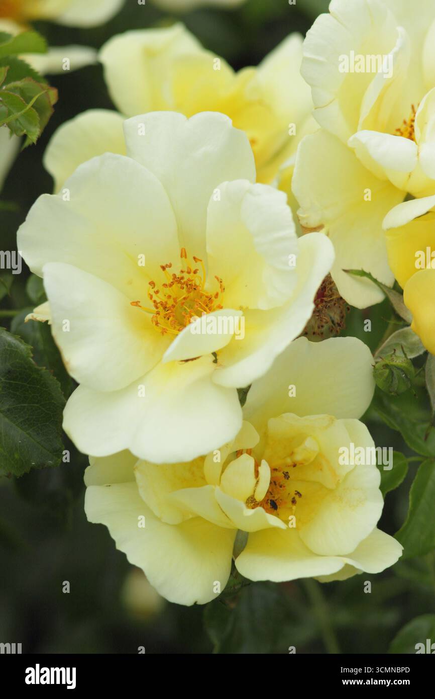Rosa Worcestershire, auch Rosa Korlalon genannt, breitverbreitete Strauchrose. UK Stockfoto