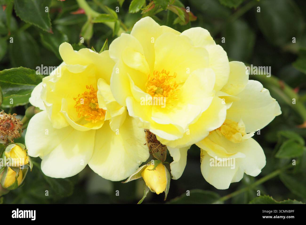 Rosa Worcestershire, auch Rosa Korlalon genannt, breitverbreitete Strauchrose. UK Stockfoto