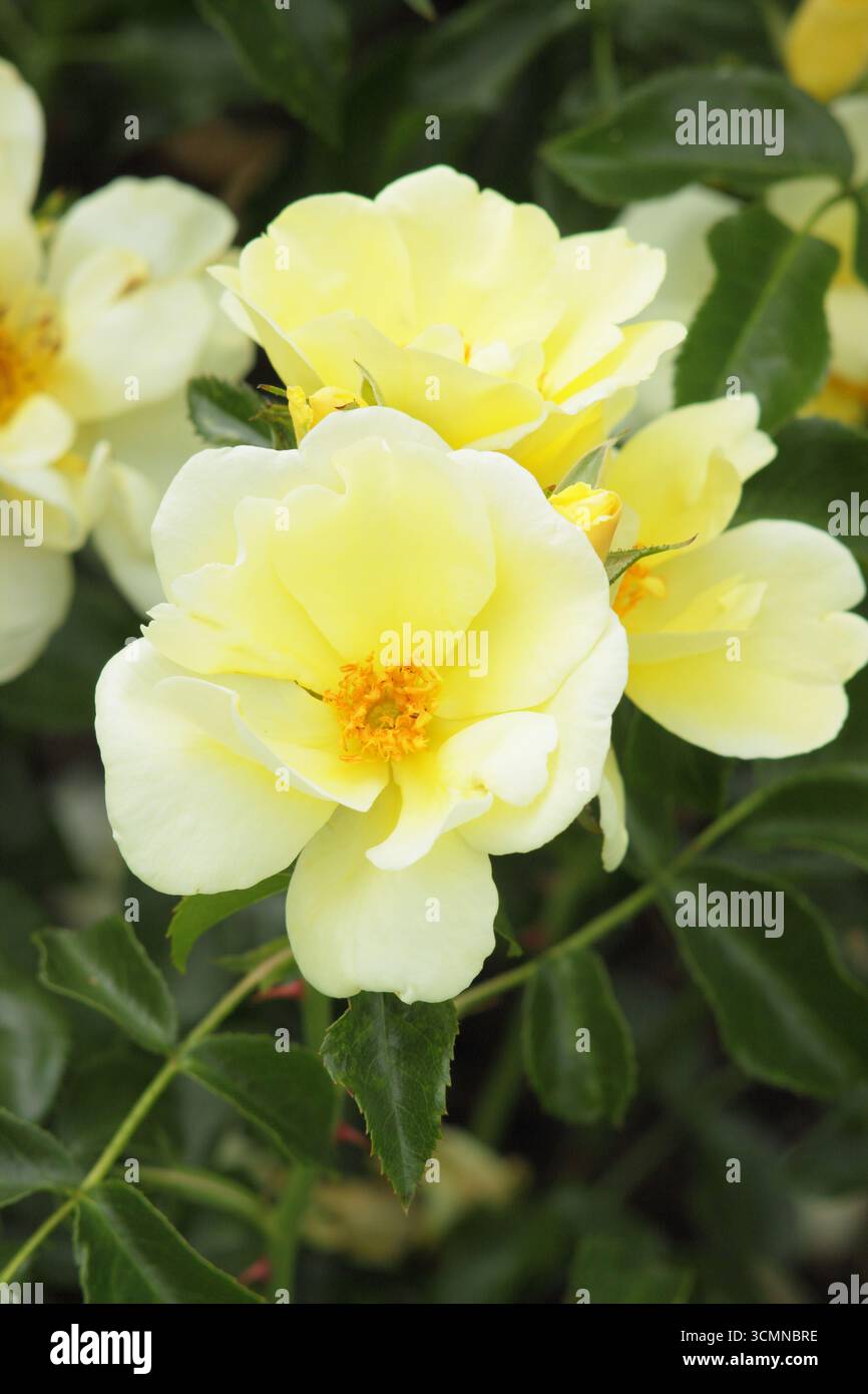 Rosa Worcestershire, auch Rosa Korlalon genannt, breitverbreitete Strauchrose. UK Stockfoto