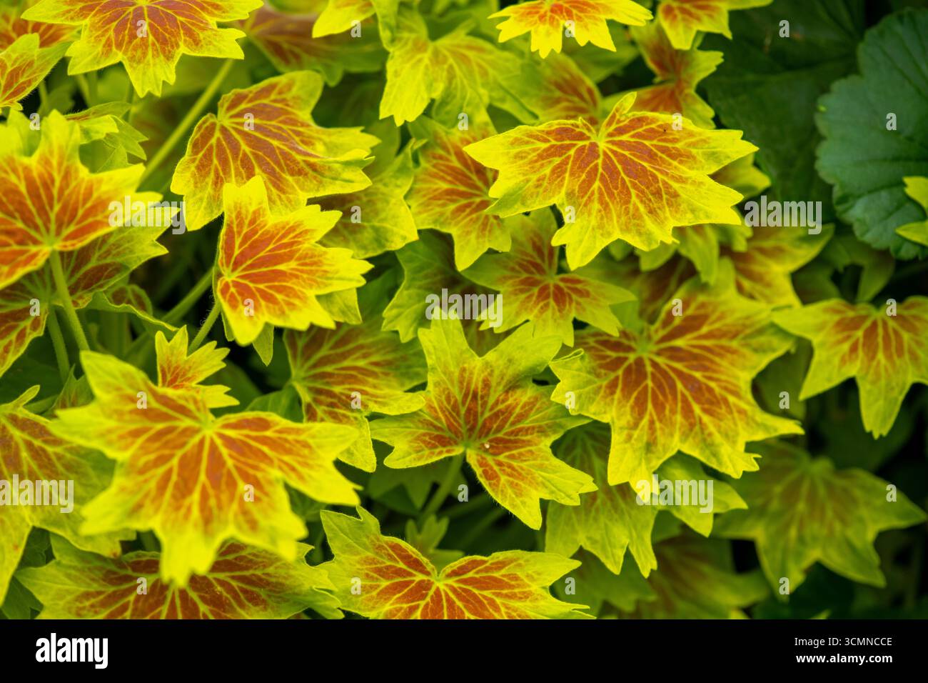 Pelargonium Vancouver Centennial mit seinen attraktiven Ahornblättern. Vancouver Centennial Geranium Stockfoto