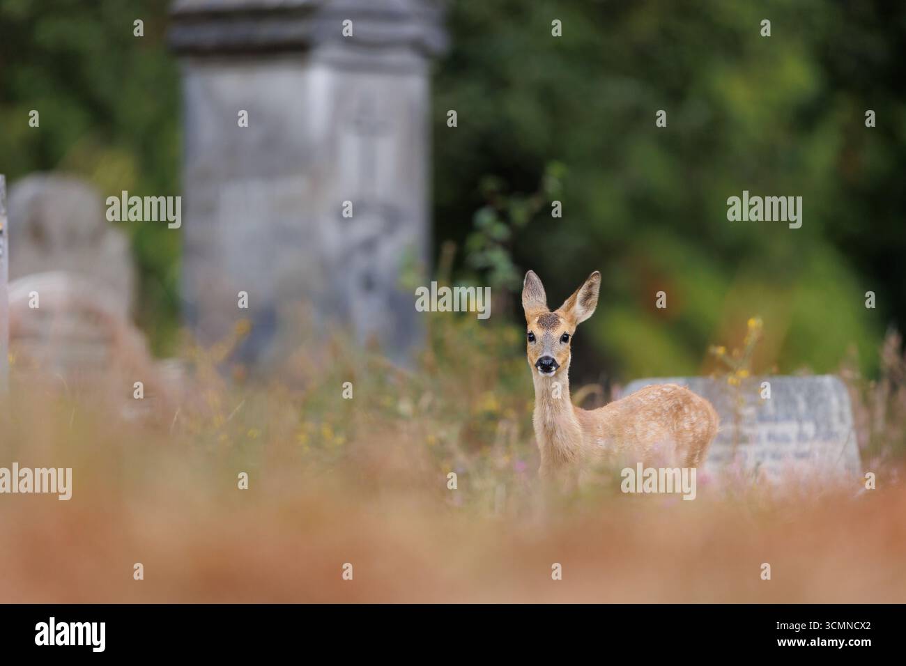 Junge Rehe Stockfoto