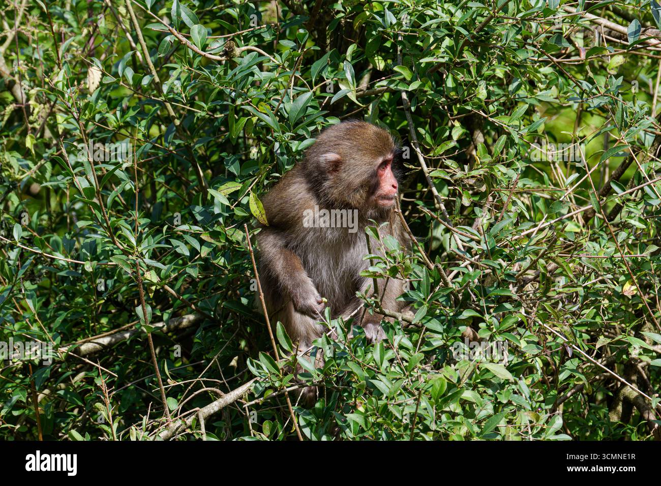 Ein macaca fuscata, ein japanischer Makaken, der in dichtem grünen Laub sitzt und zur Seite blickt. Stockfoto