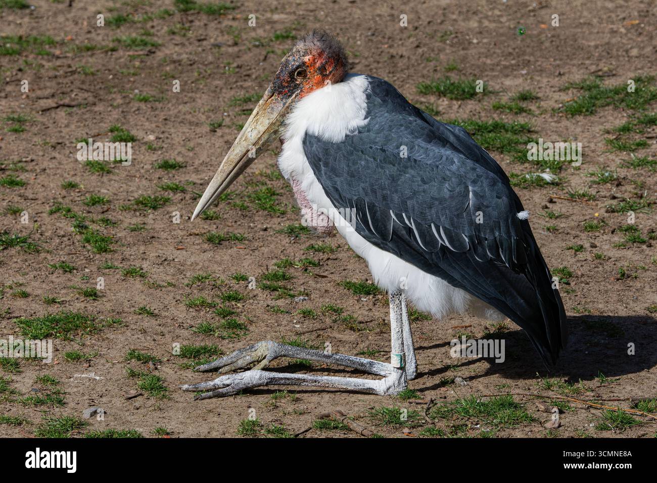 Maraboustorch, der auf Gras steht, mit seinem großen Schnabel und seinem markanten Hals. Stockfoto