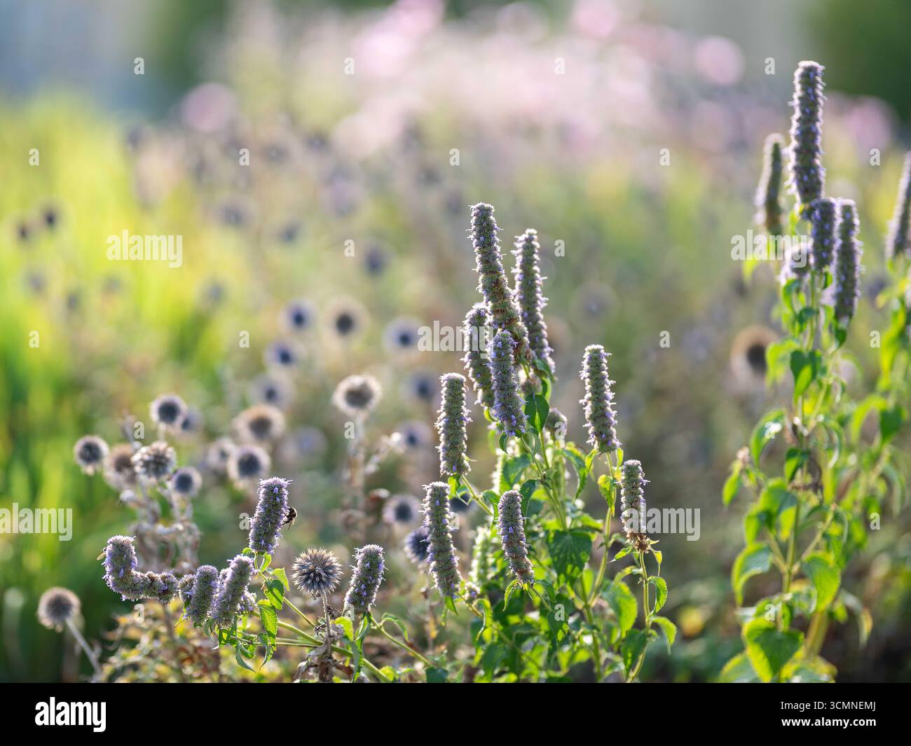 Anis-Hyssop und Blue-Globe-Thistle im Herbstlicht auf einem Blumenbeet in einem Stadtpark in Norrköping im September in Schweden. Stockfoto