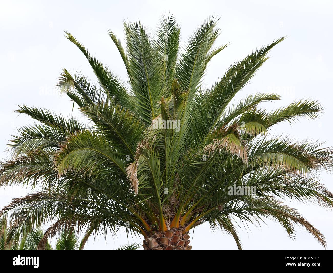 Das obere dichte Baldachin der Kanarischen Insel zieht Palmen vor dem hellen Himmel. Blätter von tiefgrün bis gelblich. Kopierraum. Stockfoto