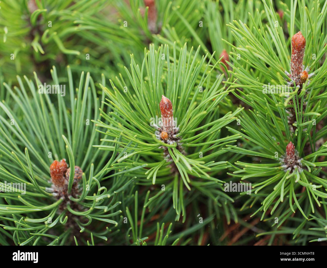 Nadeln und Knospen einer Bergkiefer. Pinus mugo. Grüne Nadeln, rötlich-braune Knospen. Nahaufnahme von. Kopierraum. Stockfoto
