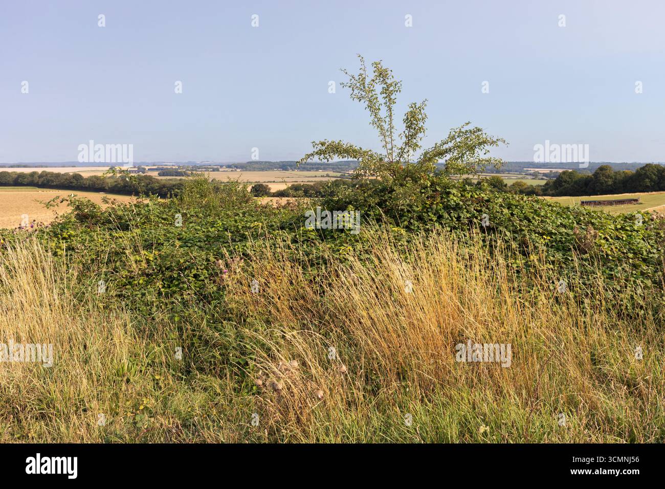 Badbury Ringe im Spätsommer. Dorset, England, Großbritannien Stockfoto