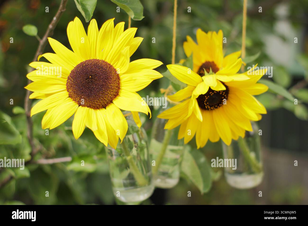 Helianthus annuus. Blumenschmuck zum Aufhängen. Dekorativ geschnittene Sonnenblumen in Glasflaschen, die an einem Apfelbaum in einem englischen Garten hängen Stockfoto